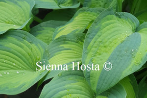 Hosta 'Queen of Islip'