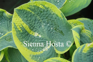 Hosta 'Sugar Daddy'