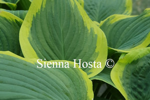 Hosta 'Diana Remembered'