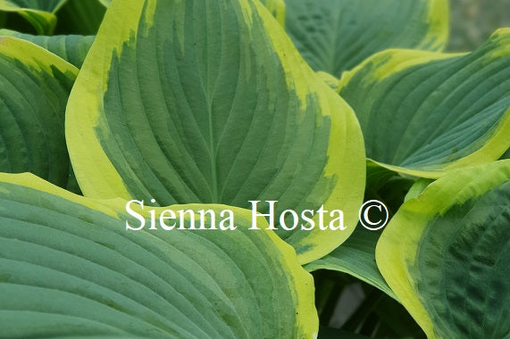 Hosta 'Diana Remembered'