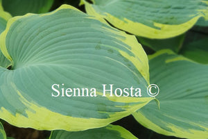 Hosta 'Flemish Angel'