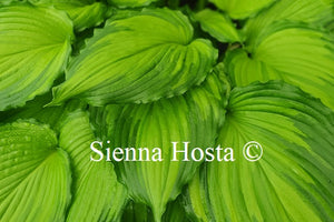 Hosta 'Amalia'