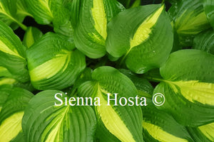 Hosta 'Lakeside Spellbinder'