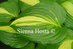Hosta 'Lakeside Spellbinder'