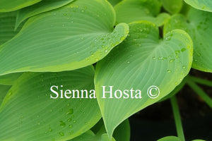 Hosta 'Good Times'