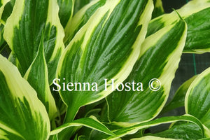 Hosta 'Proud Dragon'
