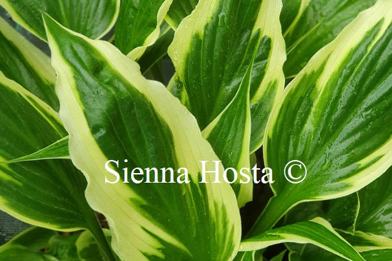 Hosta 'Proud Dragon'