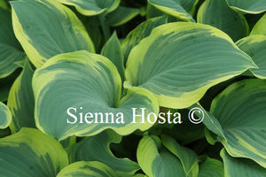 Hosta 'Regal Splendor'