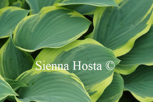 Hosta 'Regal Splendor'