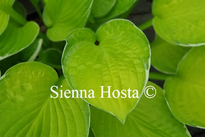 Hosta 'Hasta Manana'