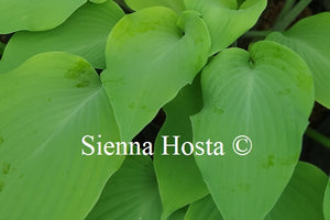 Hosta 'Prairie Moon'