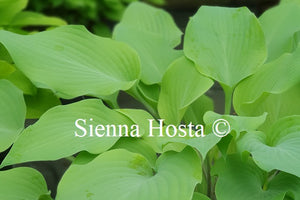 Hosta 'Prairie Moon'