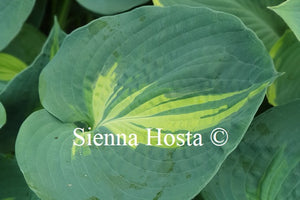 Hosta 'Dream Weaver'