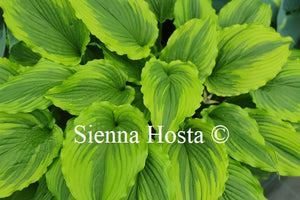 Hosta 'One Last Dance'