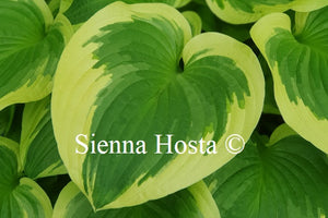 Hosta 'Shade Fanfare'