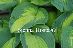 Hosta 'Great Expectations'