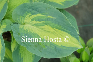 Hosta 'Great Expectations'