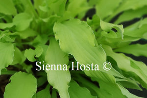 Hosta 'Wiggles and Squiggles'