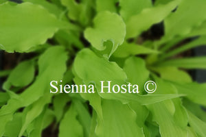 Hosta 'Wiggles and Squiggles'