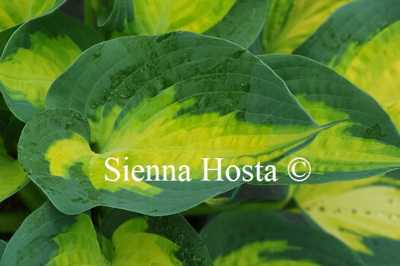 Hosta 'Forbidden Fruit'