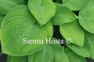 Hosta 'Fran Godfrey'