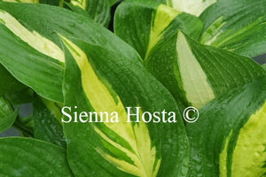 Hosta American Sweetheart