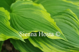 Hosta 'Paradise Backstage'