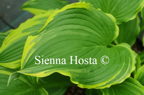Hosta 'Paradise Backstage'