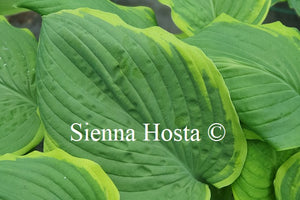 Hosta 'Treasure Hunt'