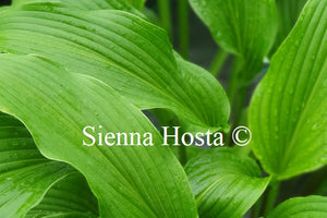 Hosta 'Red Stilts'