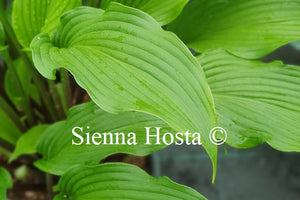 Hosta 'Red Stilts'