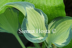 Hosta 'Teacher's Pride'