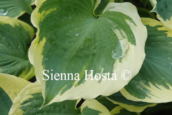 Hosta Band of Gold