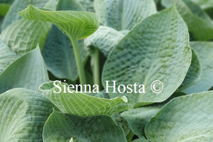 Hosta 'Big Daddy'