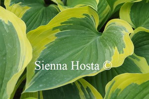 Hosta 'Broad Band'