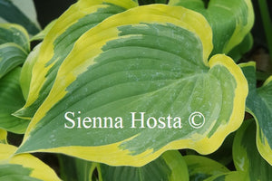 Hosta 'Broad Band'