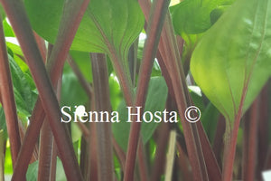 Hosta Crimson Desire Stems