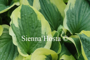 Hosta 'Christmas Pageant'