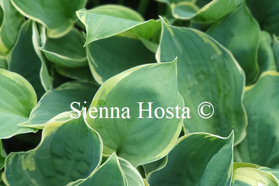 Varieties We Grow Page 5 - Sienna Hosta