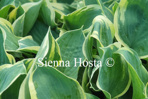 Hosta 'Crusader'