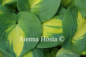 Hosta 'Dream Queen'