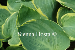 Hosta 'Eclipse of the Heart'