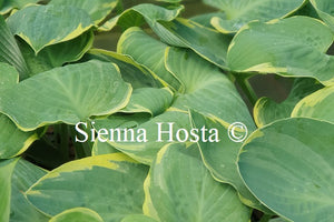 Hosta 'Eclipse of the Heart'