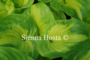 Hosta 'Etched Glass'