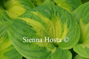 Hosta 'Etched Glass'