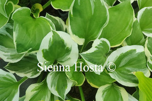 Hosta Diamond's are Forever