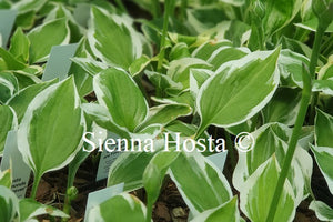 Hosta 'Diamond's are Forever'