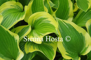 Hosta 'Don Stevens'