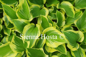 Hosta 'Don Stevens'