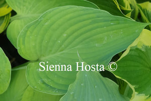 Hosta 'Double D Cup'